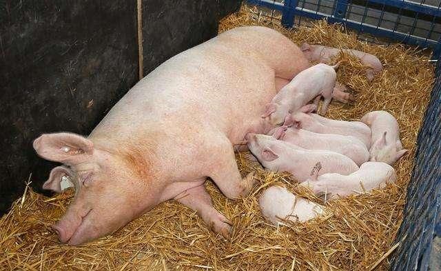怀孕母猪低温不食怎样治疗,母猪怀孕了要怎么护理仔猪不拉稀