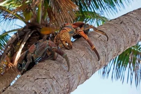 听说过网红猫岛、猪岛，见识过真正硬核的“蟹岛”吗？