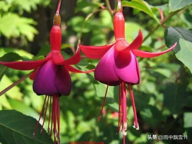 倒挂金钟吊钟花,倒挂金钟掉花蕾用什么药