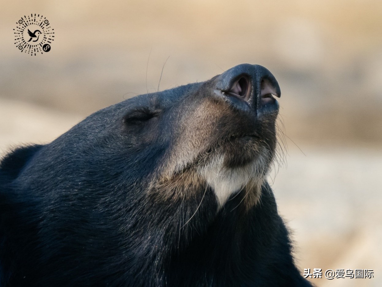 奥林巴斯2000m,奥林巴斯40-150r镜头评测