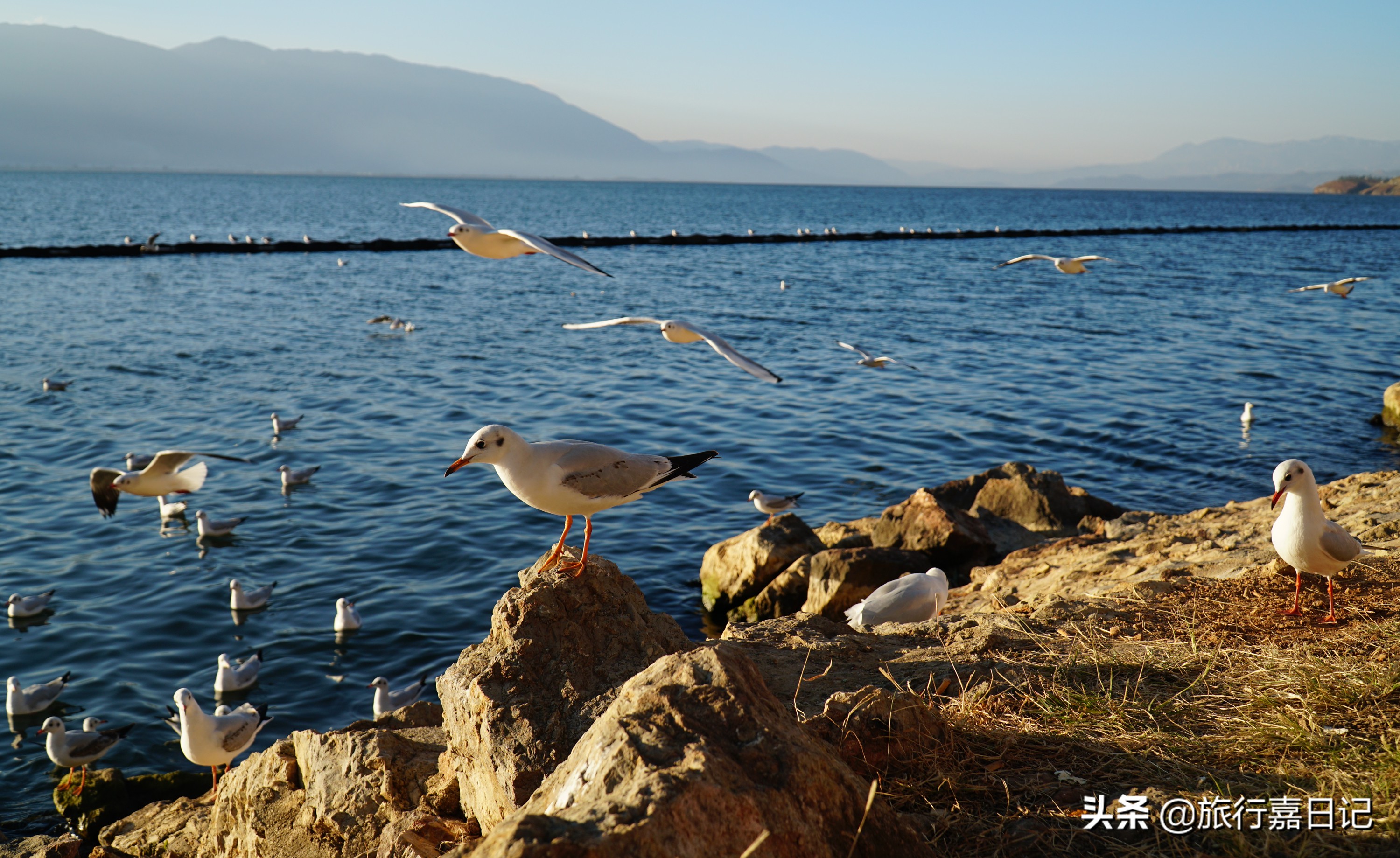 她去了三次大理，却说还没玩够，可网友说：太商业化不去