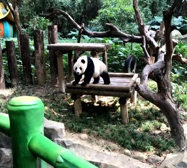 带娃广州长隆2天1夜旅游攻略,带娃自由行长隆旅游攻略