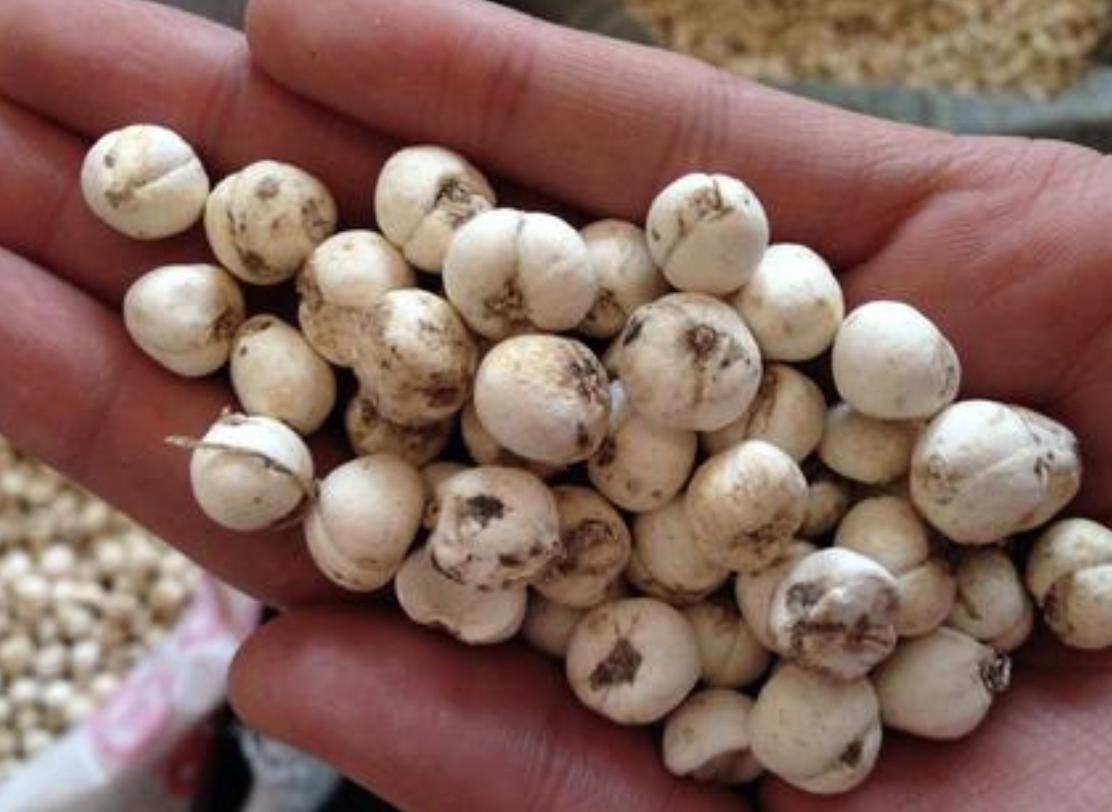 山上1元一斤的药材,自己种植贝母1斤多少钱