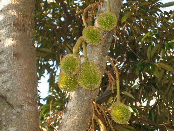 榴莲千层的秘密,关于榴莲的秘密榴莲为什么这么香