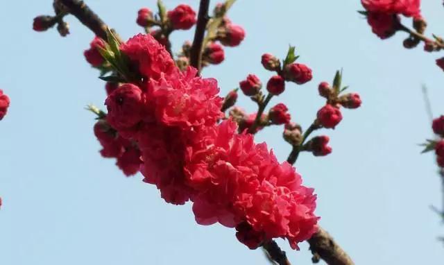 天津春天最美的花园,天津春天去赏花