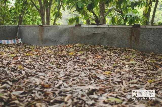 在新会城的中心，有一座时光的废墟