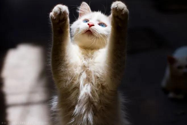 想养猫但怕掉毛,想养胖胖的猫