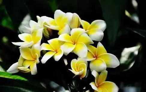 各国国花展示视频,各国国旗国徽国花