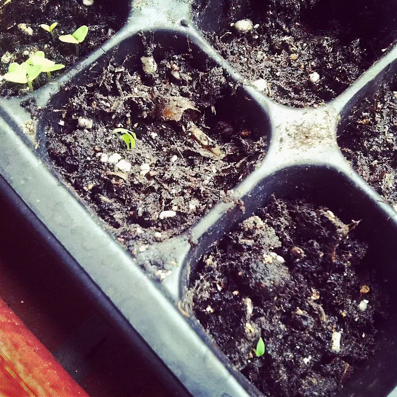 盆栽必备杀虫药,盆栽驱虫剂