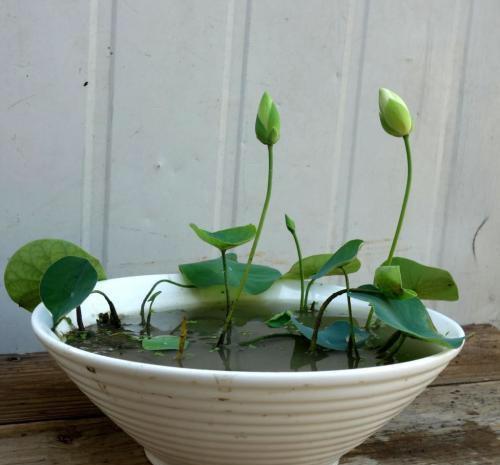 碗莲怎样养才能爆开花,碗莲怎么养叶子大开花多