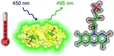 超越诺贝尔奖科研成果,gfp荧光蛋白基因