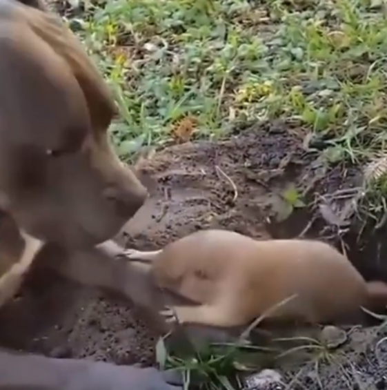 狗故意打扰地鼠工作，忍无可忍的地鼠怒斥狗子，鼠：别扒拉我