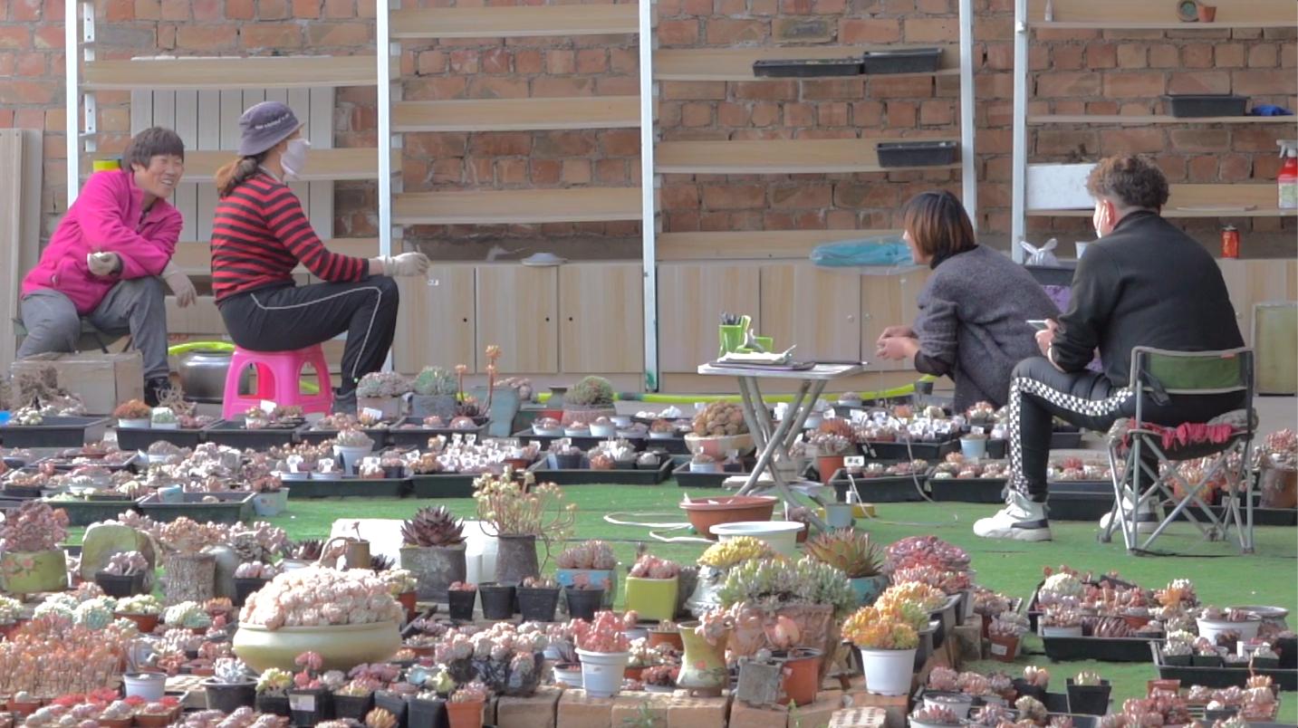 现实版《山海情》！宁夏宝妈创业种多肉带动本地妇女家门口就业