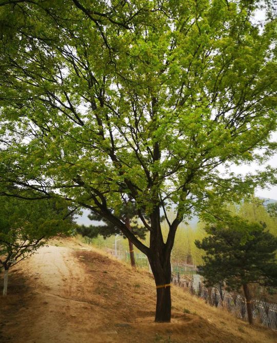 北京西山国家森林公园,北京西山国家森林公园预约