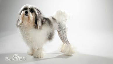 宠物狗小型犬品种排名大全及图片,性格温顺的小型犬有哪些