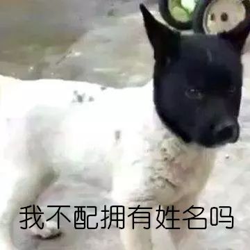 纯种狗怎么来的,怎样培育纯种狗