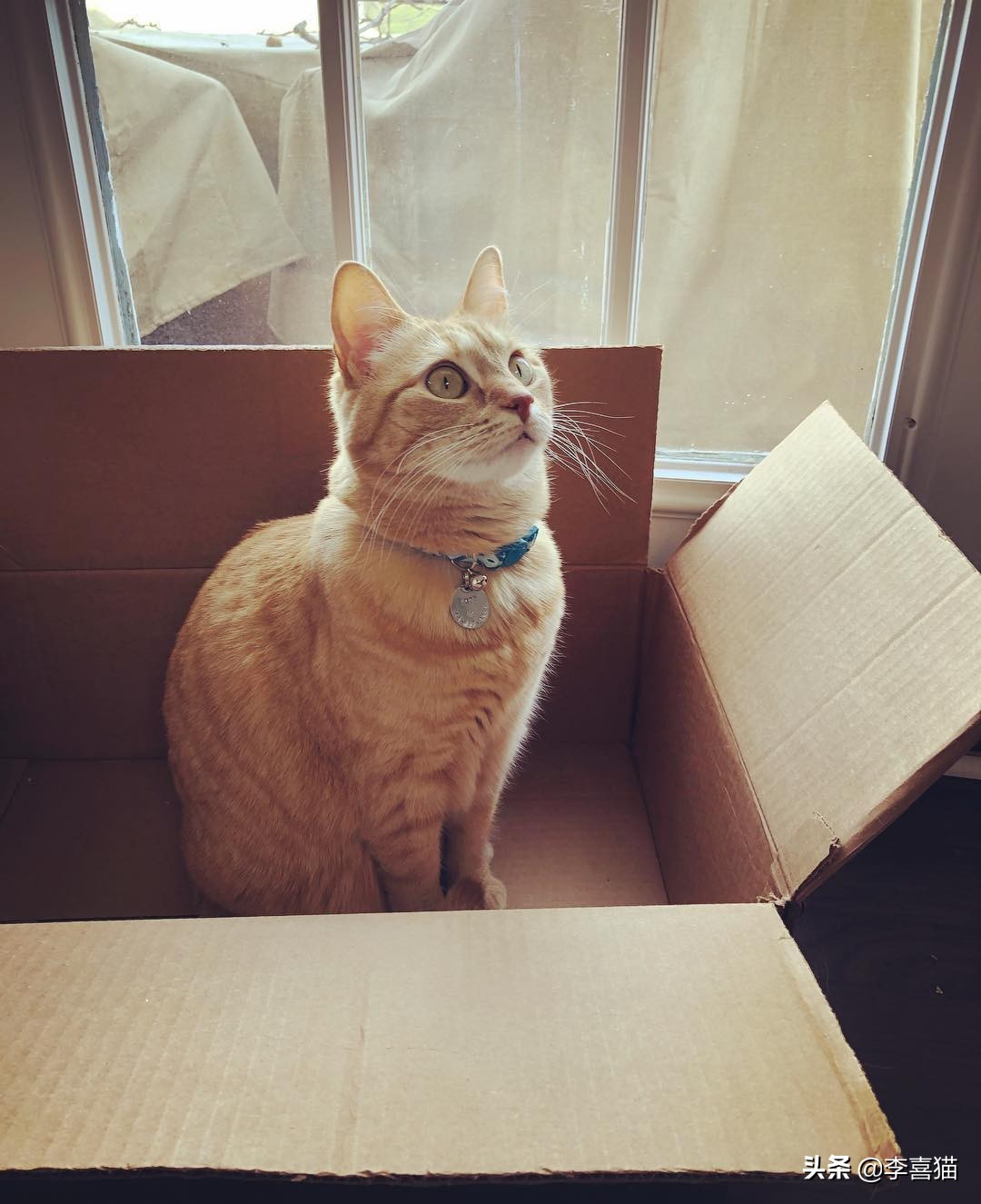 猫咪为什么喜欢睡纸箱,为什么猫咪偏爱纸箱睡觉