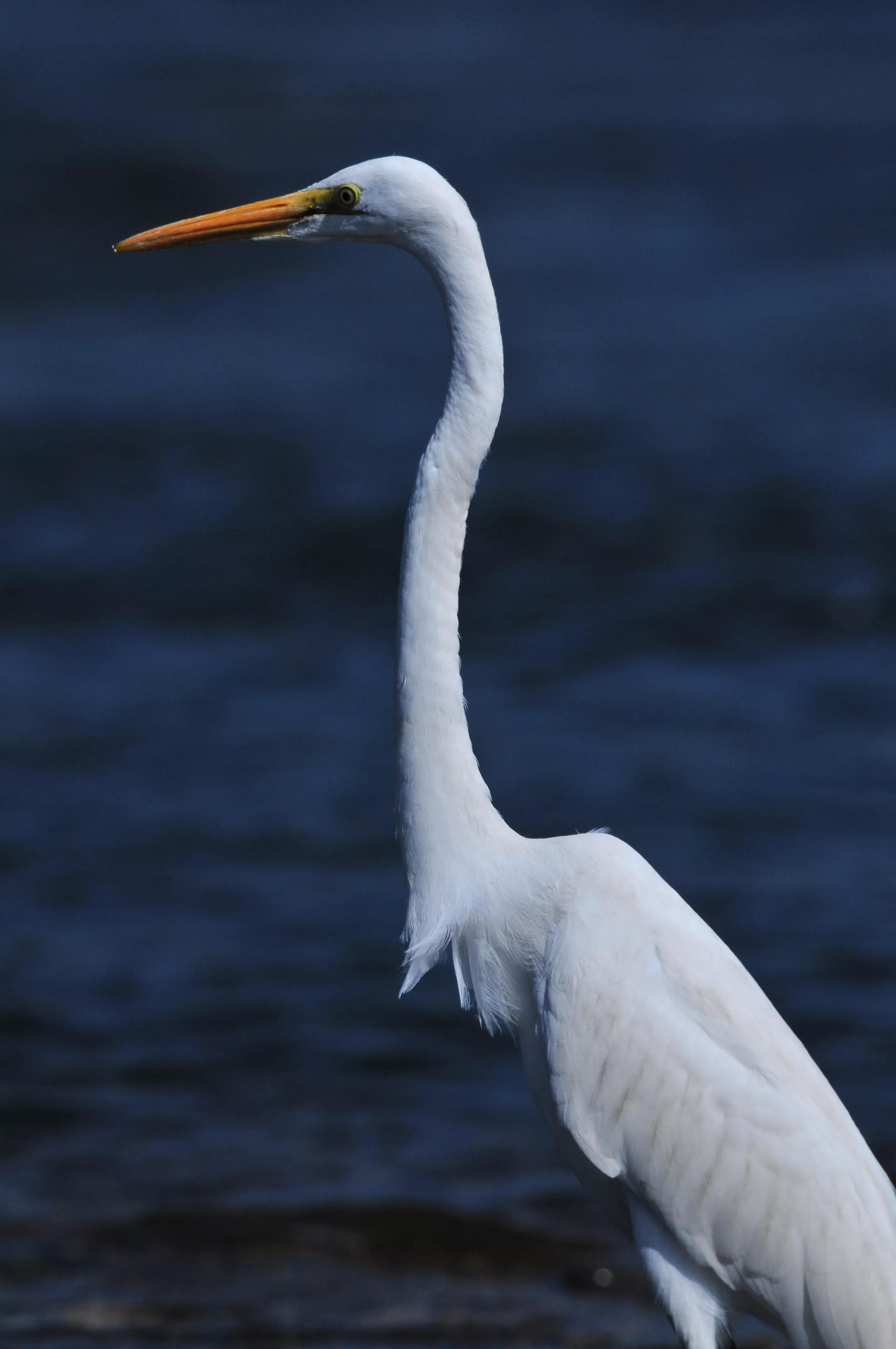 镜头装增距镜光圈会变化吗,镜头加增距镜后虚化效果会变好吗