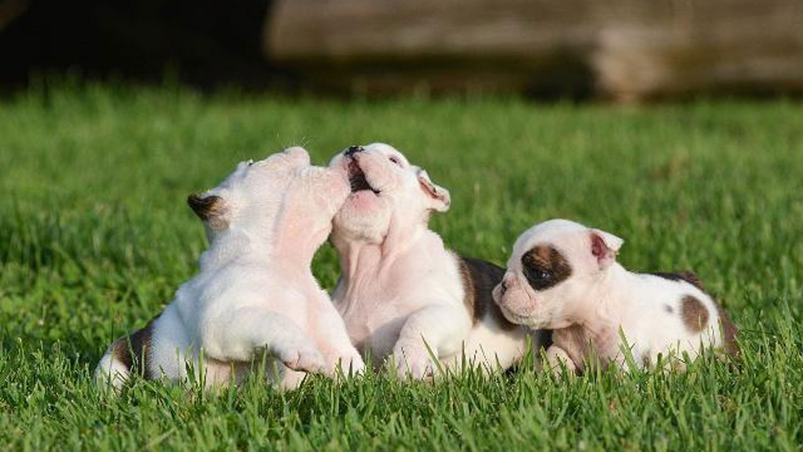 幼犬的日常护理有哪些,有关幼犬护毛教你几招