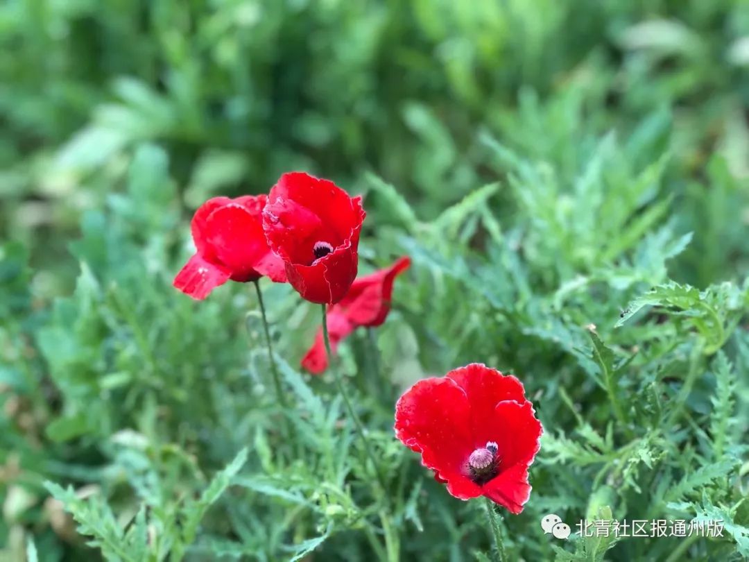 打卡北京紫谷伊甸园虞美人花海,通州看花的景点推荐免费