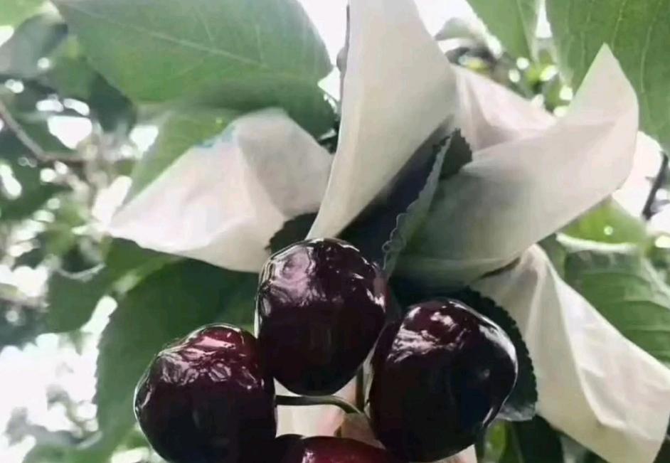 大樱桃裂果病防治,大樱桃树裂果怎么治