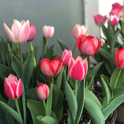 郁金香开完了种球怎么处理,郁金香开完花后怎么补救