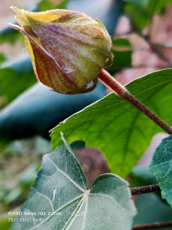 这种花通常用来比作美丽的女子，有人拿来做药，还有人当野菜吃