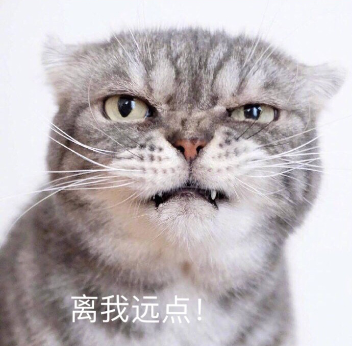 「对家•娘子」两脚兽观察实录