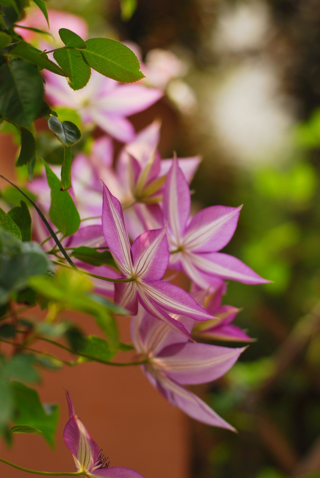 铁线莲卖家推荐,推荐靠谱的铁线莲店铺