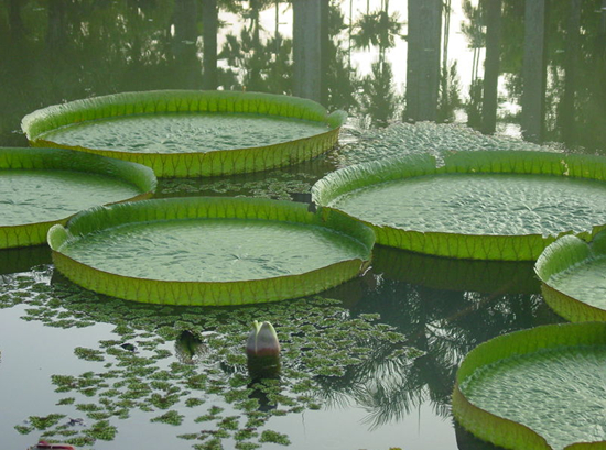 滕州赏花免费景点,滕州莲青山游玩攻略
