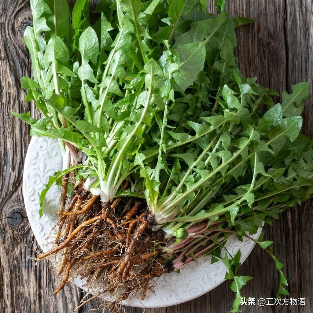 带你详细了解蒲公英,想了解一下蒲公英的图片