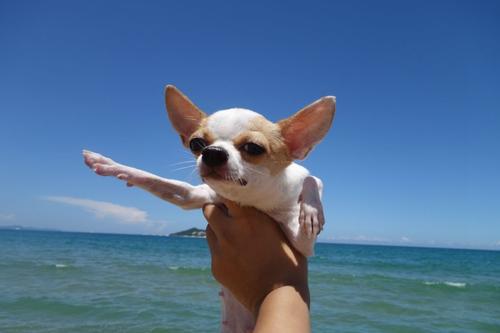 吉娃娃和小鹿犬的串串性格区别,喜欢养吉娃娃的人的性格