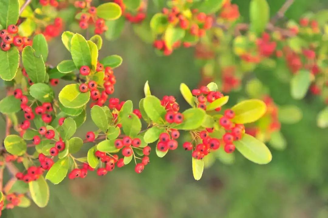 十种常见的秋季观果植物,夏季观果植物怎么养护