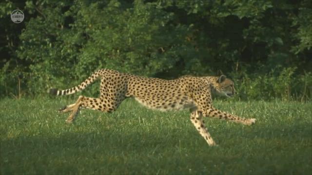 猎豹捕食的时候速度多少,猎豹捕食时的样子