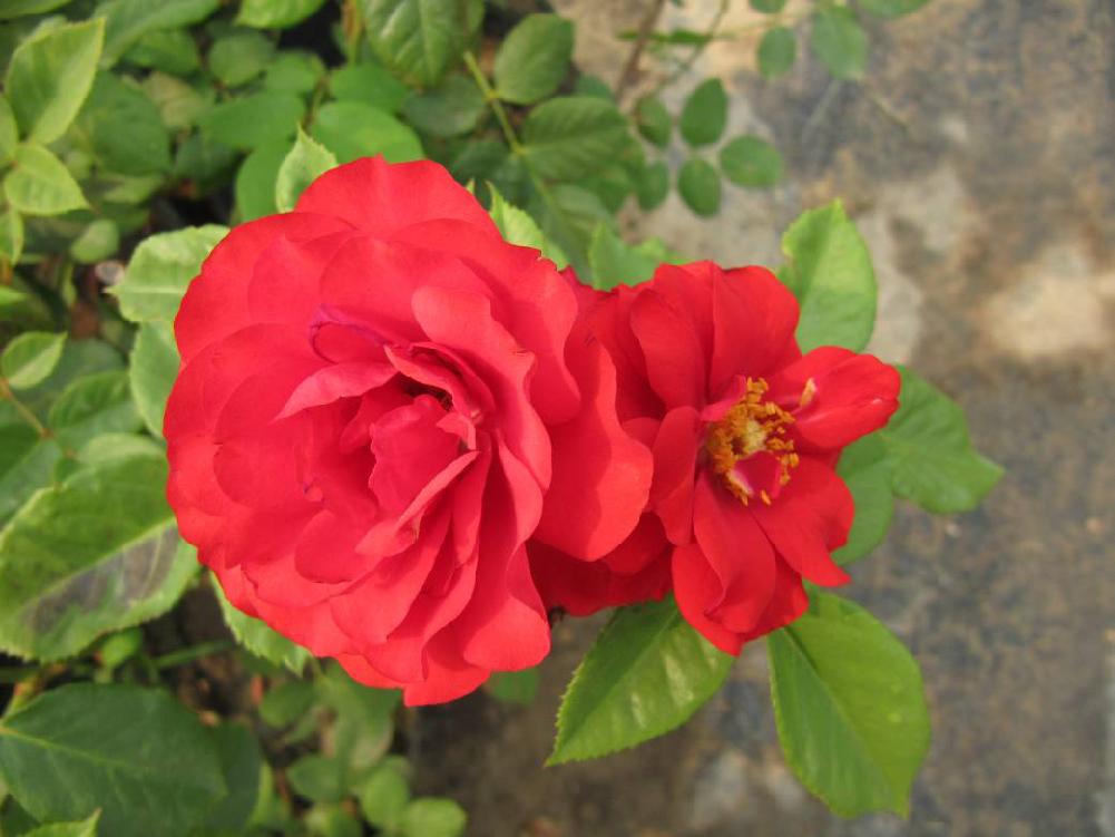 北京常见的树有哪些,北京绿化月季品种