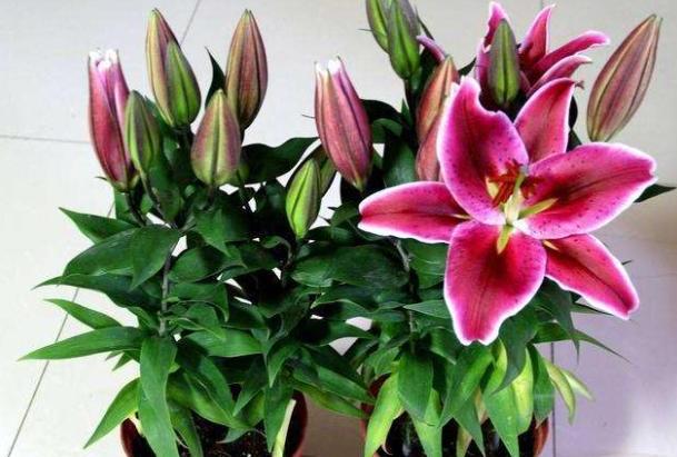 不会开花的百合绿植,株型小的百合花