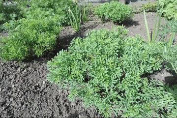 世上最毒的花园,最毒的花园有多可怕