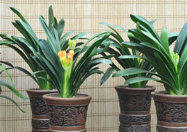 养君子兰的植料跟兰花的一样吗,什么品种君子兰好养又好看