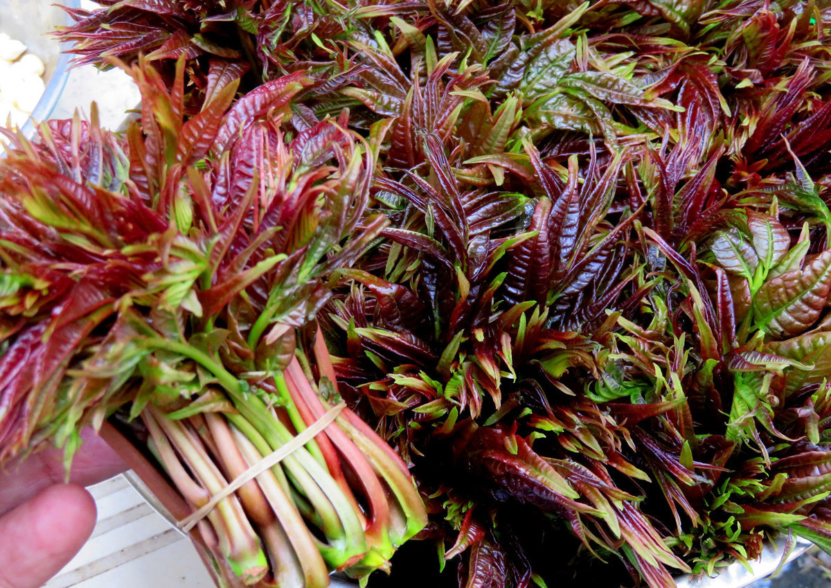 怎么保存香椿芽菜放得更长久,香椿芽咸菜怎样长时间保存