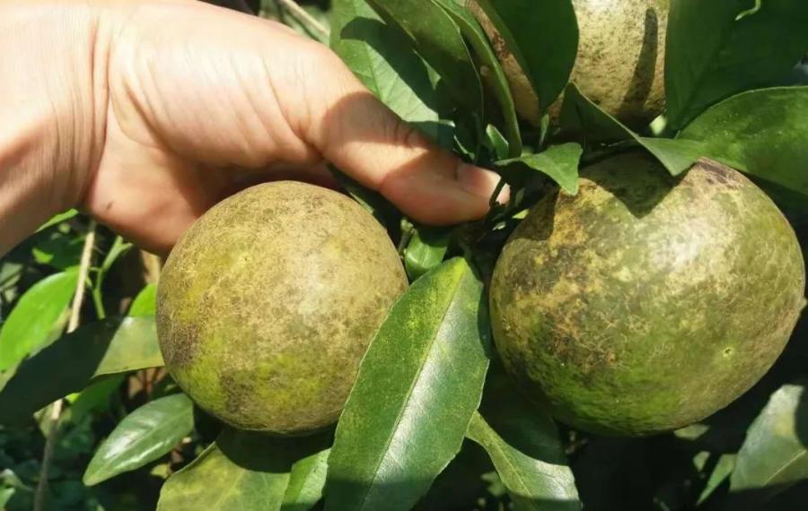 果农说，关于白癞病，走了太多弯路！总结全套方案分享，解决疑点