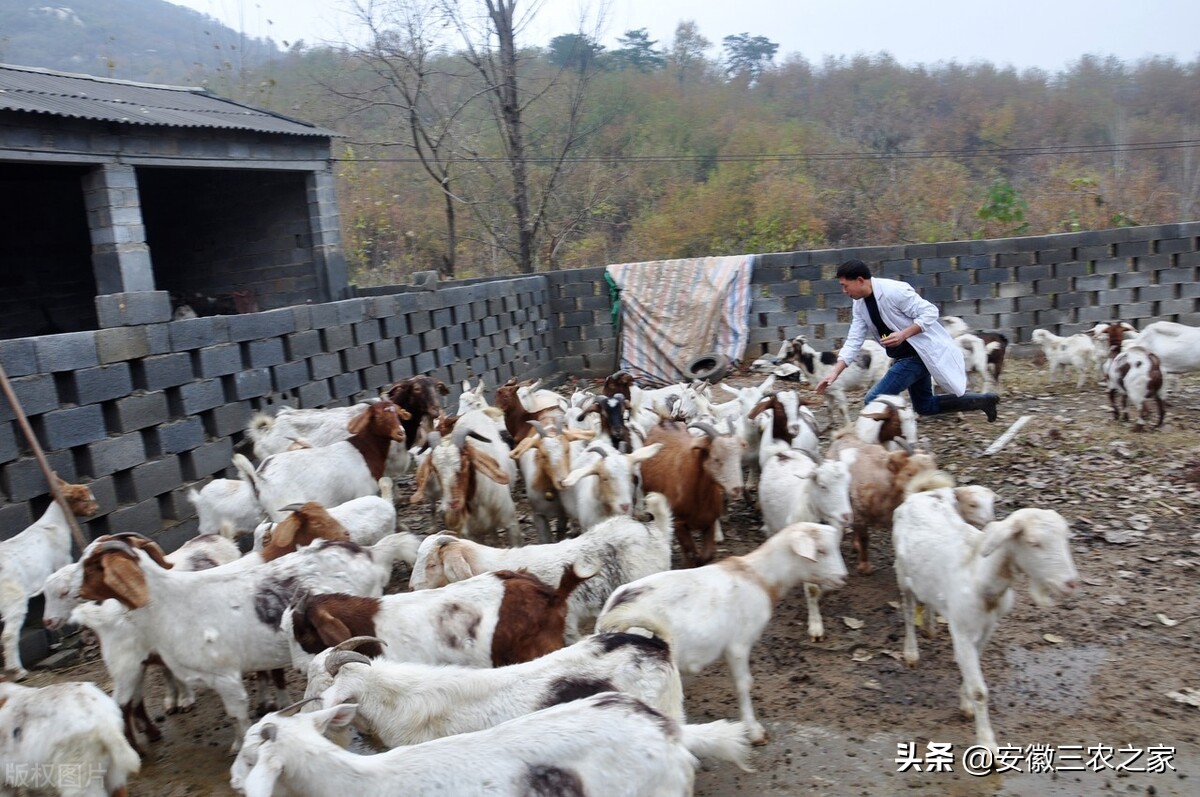 他用三年时间，克服了羔羊“瘫软病”，这个贡献只有养殖人知道