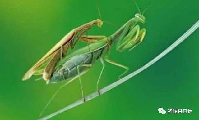 钦州童年回忆,钦州农村人童年的回忆