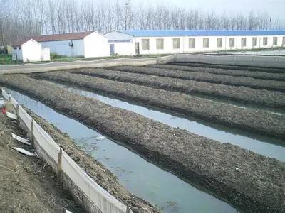 十种水蛭养殖骗局揭秘,水蛭养殖真实利润有多大