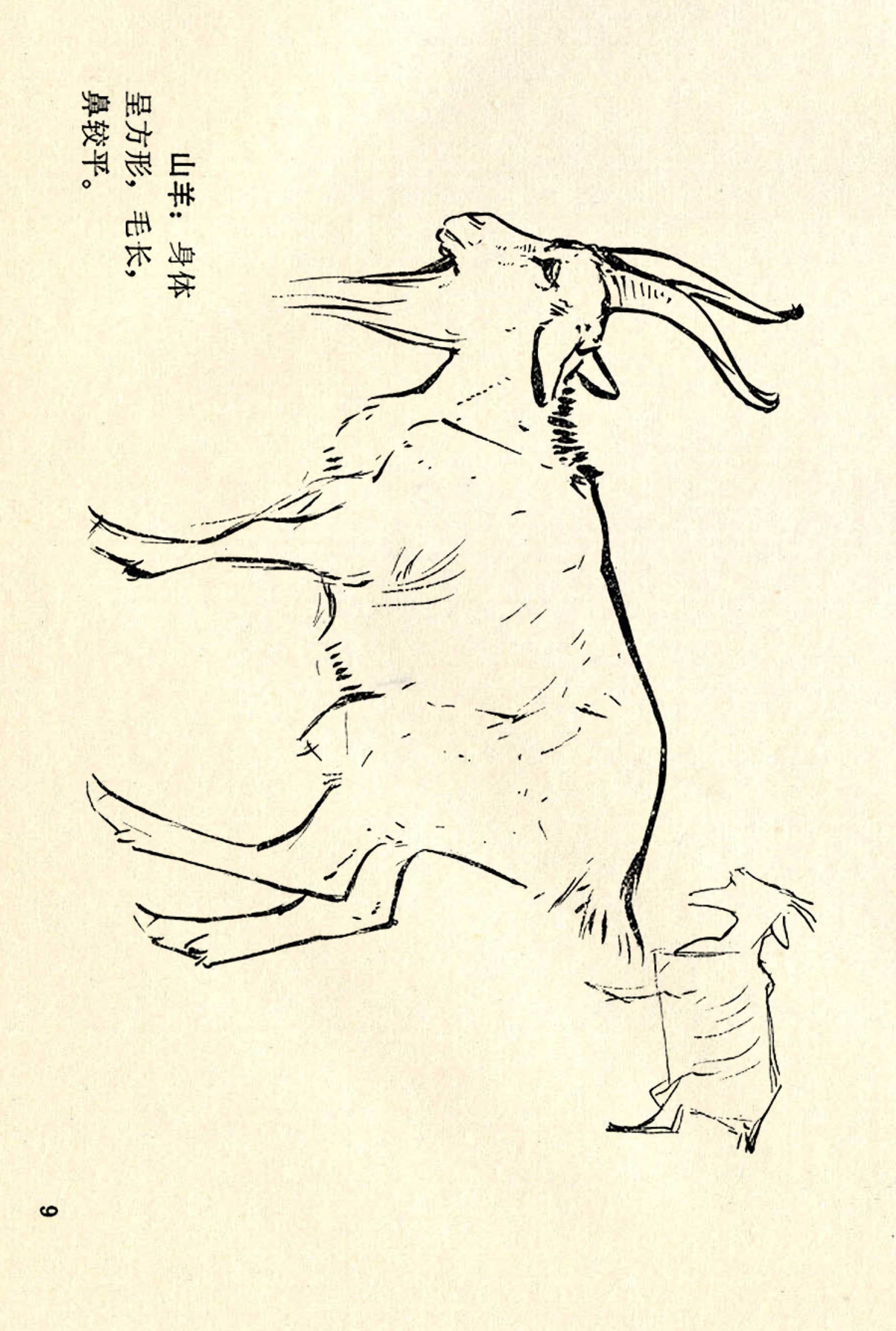 刘继卣画的学习方法,刘继卣动物插画