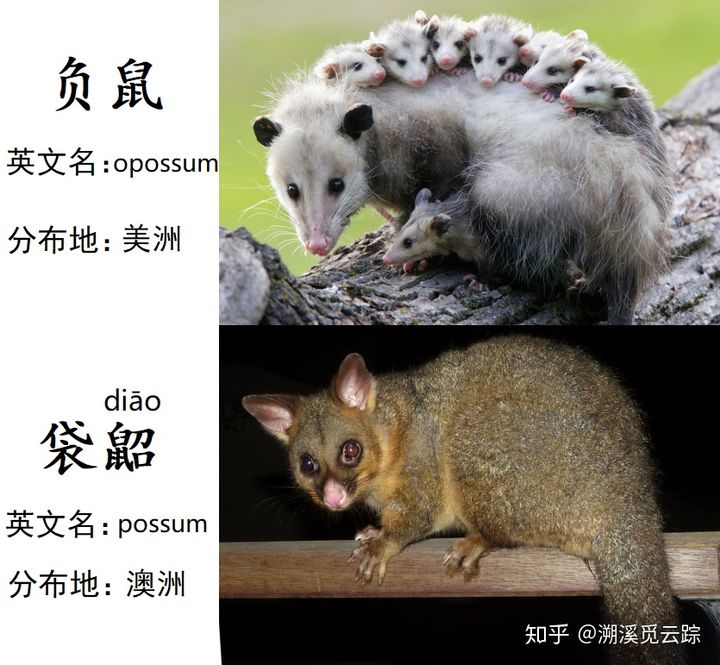 有哪些容易被认错的动物,容易被欺负的动物有哪些