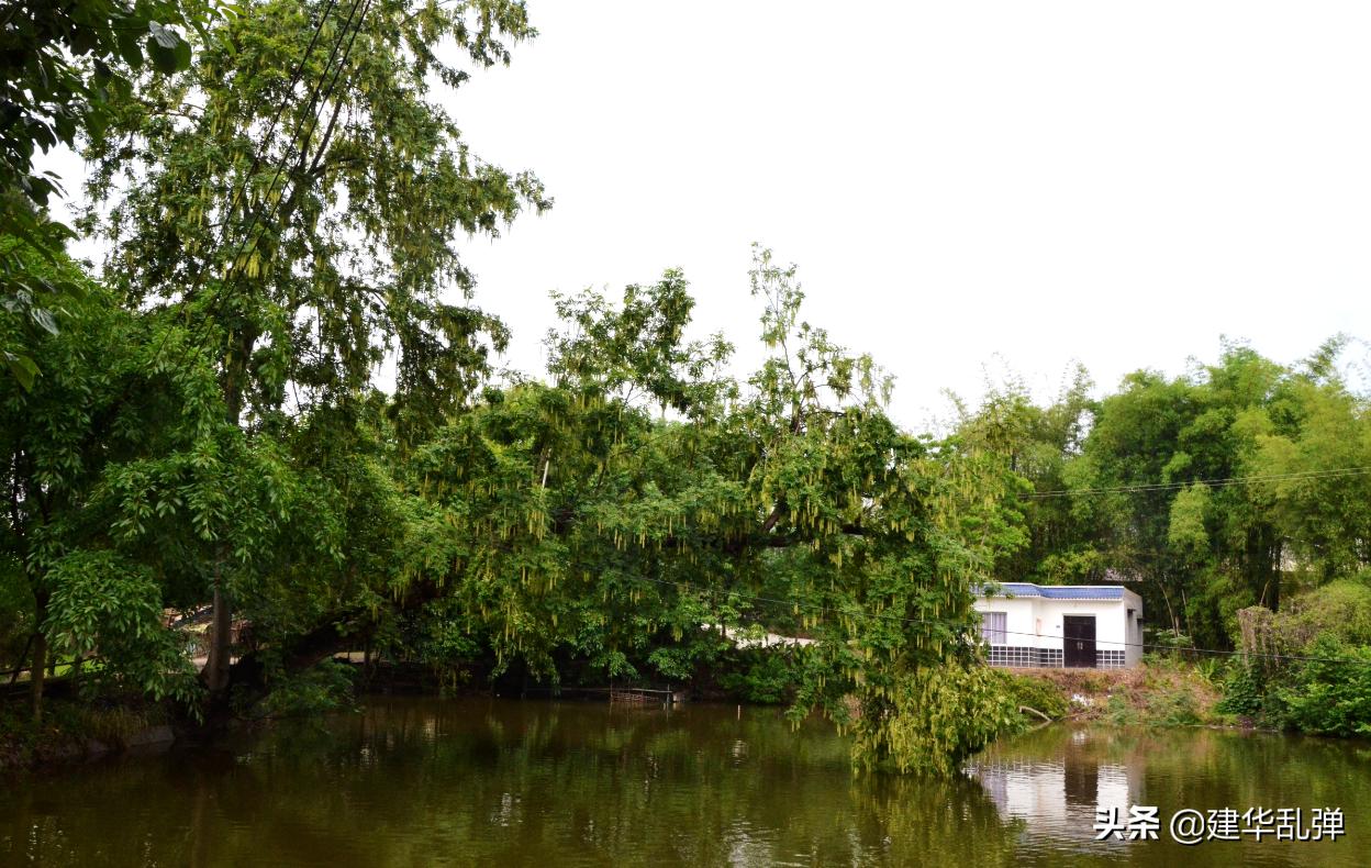 仁寿石咀的小石堰，浓浓的乡愁理不乱也剪不断