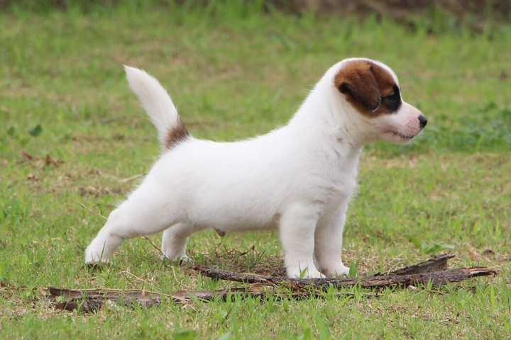 最齐全的狗狗品种介绍及图片,带你了解一下常见狗狗的品种