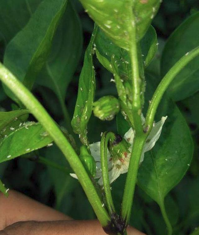 三农辣椒种植四忌要牢记,辣椒用药防治病害时间表