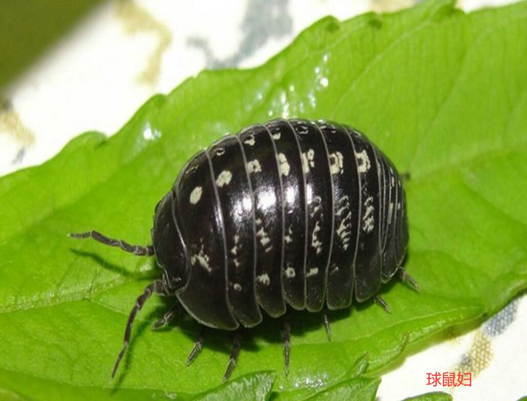 大连海关截获日本鼠妇活体,海关截获18厘米长活体