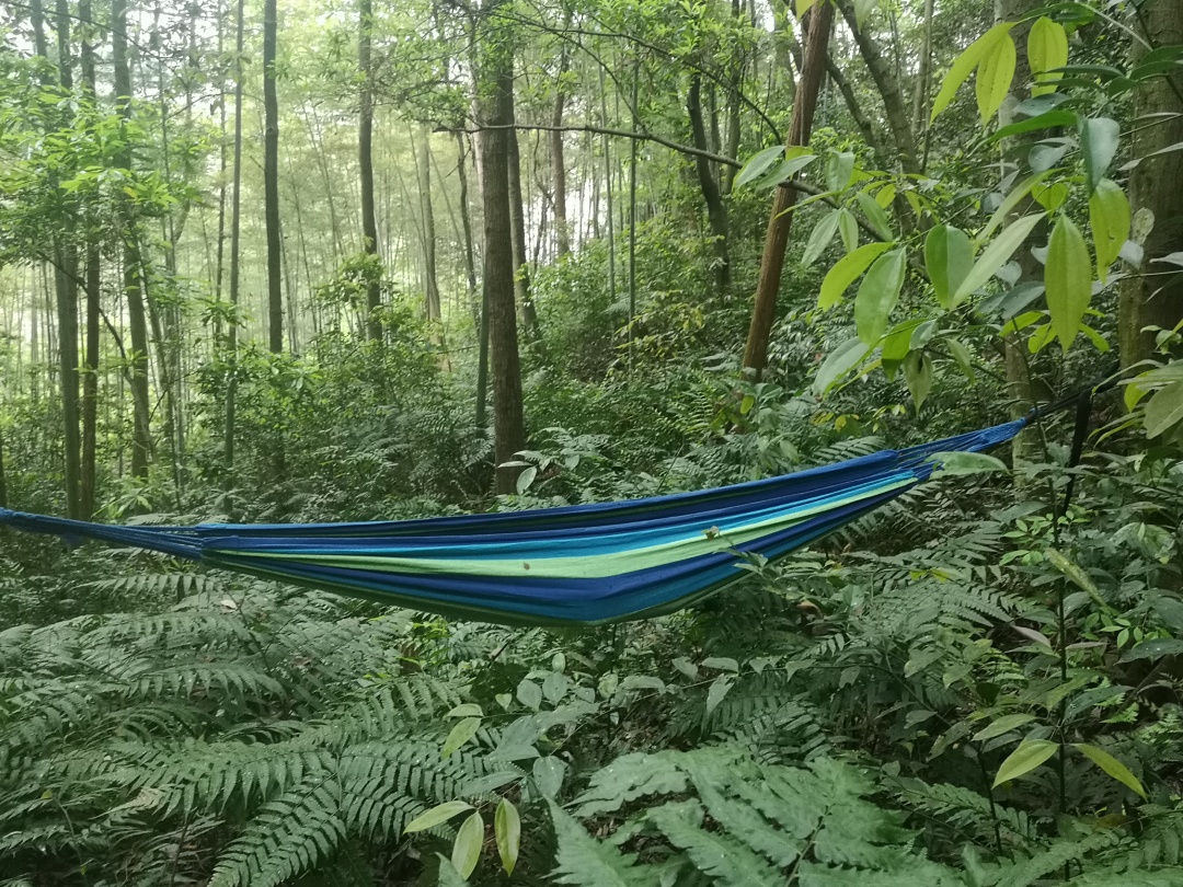 在森林书店的日子,在森林里看书的女孩